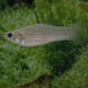 Image: Manfred Schartl/TAMU